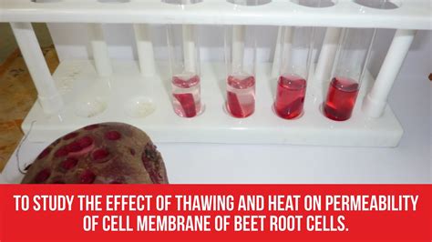 permeability of beetroot